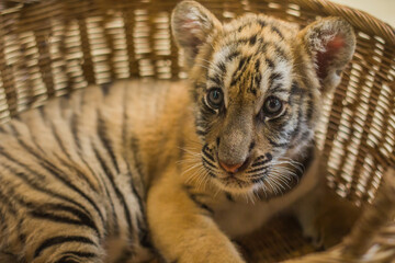 Portrait of a little tiger cub lies dormant sleeping in wicker brown basket. Shallow depth of field