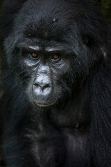 Mountain gorilla (Gorilla beringei beringei). Bwindi Impenetrable Forest. Uganda