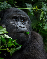 Mountain gorilla (Gorilla beringei beringei). Bwindi Impenetrable Forest. Uganda