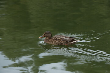 Ducks nearly the lake in the park