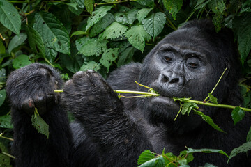 Mountain gorilla (Gorilla beringei beringei) feeding. Bwindi Impenetrable Forest. Uganda