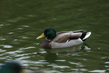 Ducks nearly the lake in the park