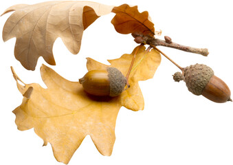 Acorns with Brown Oak Leaves - Isolated
