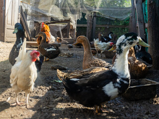 Domestic ducks and chickens in the poultry yard. chickens and duck on farm Free range.
