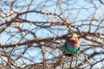Closeup of a Lilac Breasted Roller - Coracias caudatus- sitting on a tree branch, in Etosha National Park.