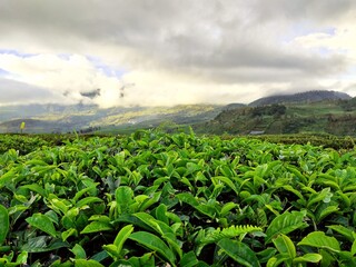 a stretch of tea gardens in the highlands thrives, this is in Alahan Panjang, West Sumatra