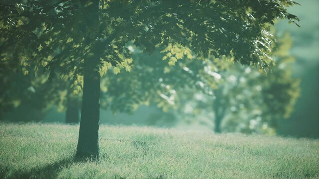 The green mapple leaves in the summer