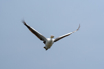 Great white pelican in the Queen Elizabeth NP. Pelecanus onocrotalus flying. Pelican on the sky. Safari in Uganda.