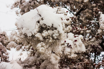 tree branches covered with a thick layer of fluffy snow after a snowfall in winter in the afternoon