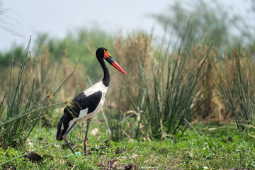 Saddle billed stork in the Murchison Falls. Stork is standing on the bank of river. Bird with black and white body and red beak. Safari in Uganda.