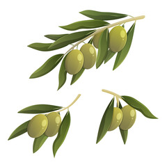 Green olive branch set. Cartoon vector isolated illustration