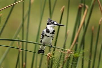 Pied kingfisher in the Queen Elizabeth NP. Kingfishers are nesting on the bank of river. Black nad white kingfisher. Safari in Uganda.