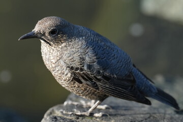 blue rock thrush in a park