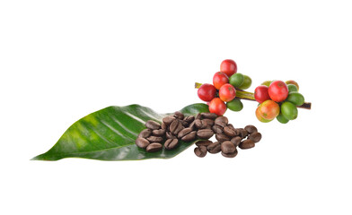 coffee beans  on  transparent png