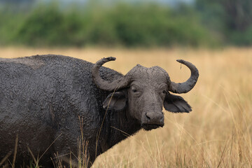 African buffalo in the Queen Elizabeth National park. Buffalo on the grazing place. Calm black bull near the herd. Safari in Uganda.