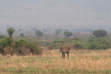 Naklejka na ściany i meble Waterbuck in the Queen Elizabeth National park. Kobus ellipsiprymnus on the grazing. Common brown antelope in Africa. Safari in Uganda.