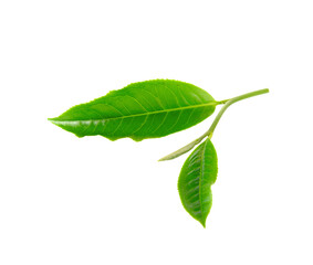 green tea leaf isolated on  transparent png
