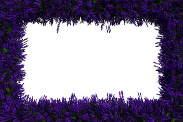Green leaves and lavender border isolated on transparent background - 3D Illustration - obrazy, fototapety, plakaty