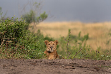 Lion in the Murchison Falls National park. Lazy lioness near the river bank. Lion with radio transmitter. Safari in Uganda.
