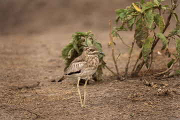 Water thick knee in the Queen Elizabeth National park.  Water dikkop on the ground. Small brown bird with big eyes. Safari in Uganda.