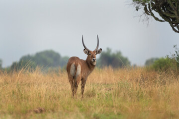 Naklejka na ściany i meble Waterbuck in the Queen Elizabeth National park. Kobus ellipsiprymnus on the grazing. Common brown antelope in Africa. Safari in Uganda.