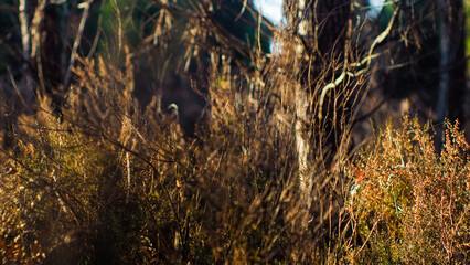 Couleurs orangées pendant le crépuscule, dans la forêt des Landes de Gascogne, avec sa flore opulente