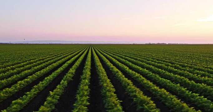 Aerial shot of green agricultural carrot field at sunset