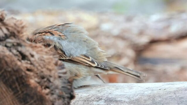 Haussperling (Passer domesticus)