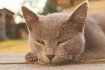 british shorthair cat with blue gray fur sleeping on wooden bench. sunset lights. Portrait of a gray cat relaxing in nature.