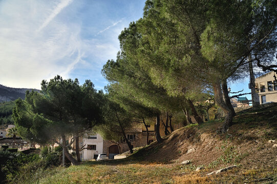 pinos en Mas Boquera