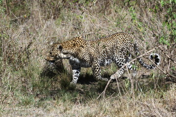 A closeup of a leopard walking through thick bushes 