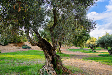 Obraz premium Ancient olive trees in the Retama park in Alcala de Guadaira, Seville