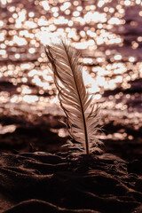 feather on sunset
