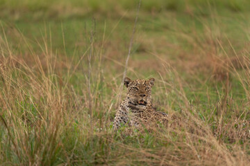 Leopard in the Queen Elizabeth NP. Lazy leopard on the ground. Spotted cat in Africa. Safari in Uganda. 