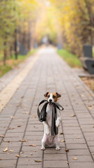Fototapeta premium Jack Russell Terrier dog holding a leash for a walk in the autumn park. 