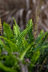 fern leaves