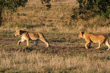 Two grown-up lion cubs moving fast, chasing a hippo