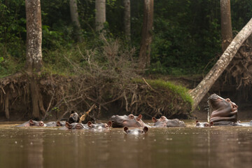 Hippopotamus in the Murchison Falls National park. Lazy hippos in the pool. Herd of fat hippos in the water. Safari in Uganda.