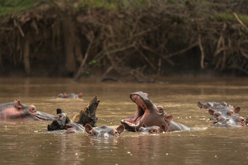 Hippopotamus in the Murchison Falls National park. Lazy hippos in the pool. Herd of fat hippos in...