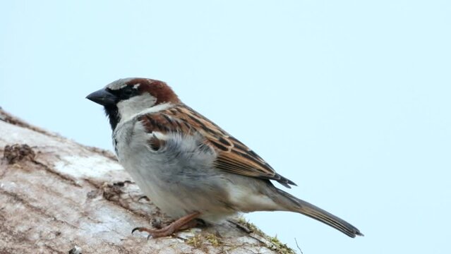 Haussperling (Passer domesticus)