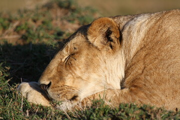 Portrait of a lioness soundly sleeping after a sucessful hunt