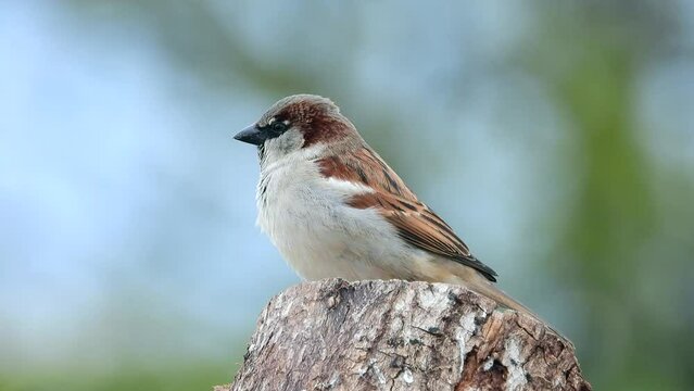 Haussperling (Passer domesticus)