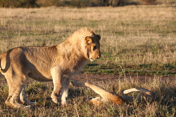 Two grown-up lion cubs with sprouting manes, playing with each other