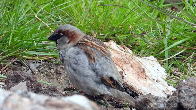 Haussperling (Passer domesticus)