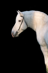 portrait of white Percheron Draft Horse with long mane against black background