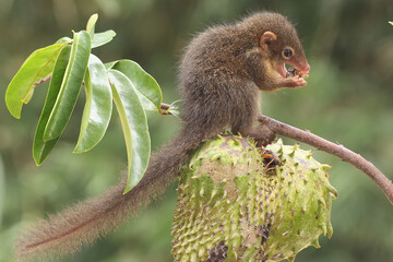 A young Javan treeshrew eating ripe soursop fruit. This rodent mammal has the scientific name...