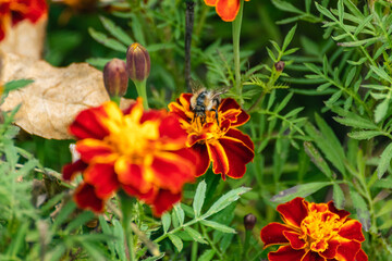 Obraz na płótnie Canvas Honey bee pollinating Marigold, orange Tagetes flowers close-up with green leaves and blurred foreground. Growing garden plants, bedding flowers botany