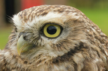 Closeup on the European yellow-eyed little owl of Minerva, Athene noctua