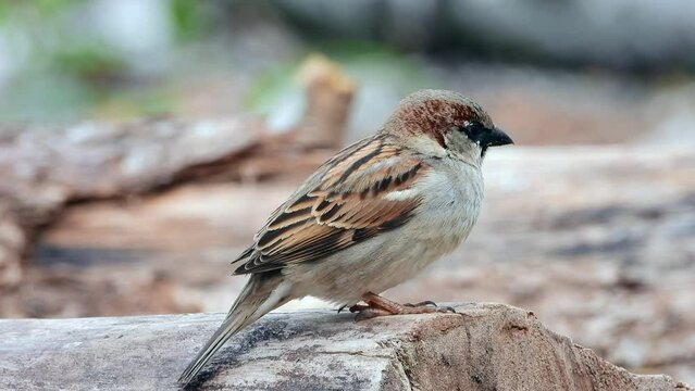Haussperling (Passer domesticus)