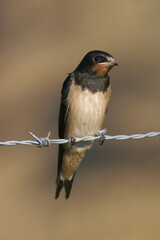 Portrait of a Barn Swallow perched on barbed wire
